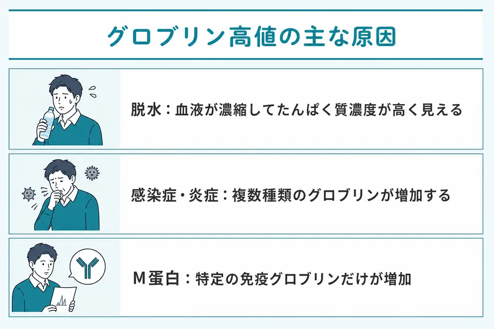 グロブリン高値は脱水や炎症から免疫グロブリン増加まで原因が異なる