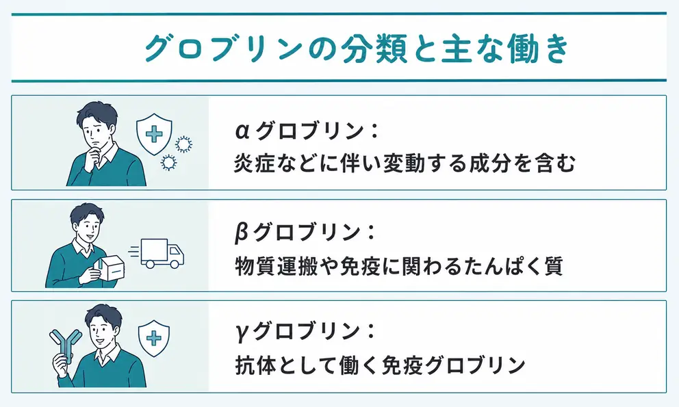 グロブリンは血液中で運搬や生体防御を担うたんぱく質の総称