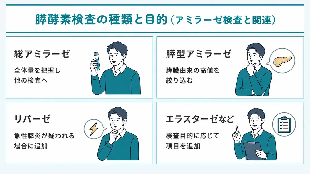 膵酵素検査では目的に応じて複数の項目を組み合わせる
