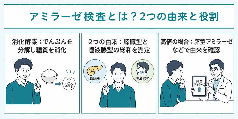 アミラーゼ検査は膵臓と唾液腺由来の消化酵素を測る検査