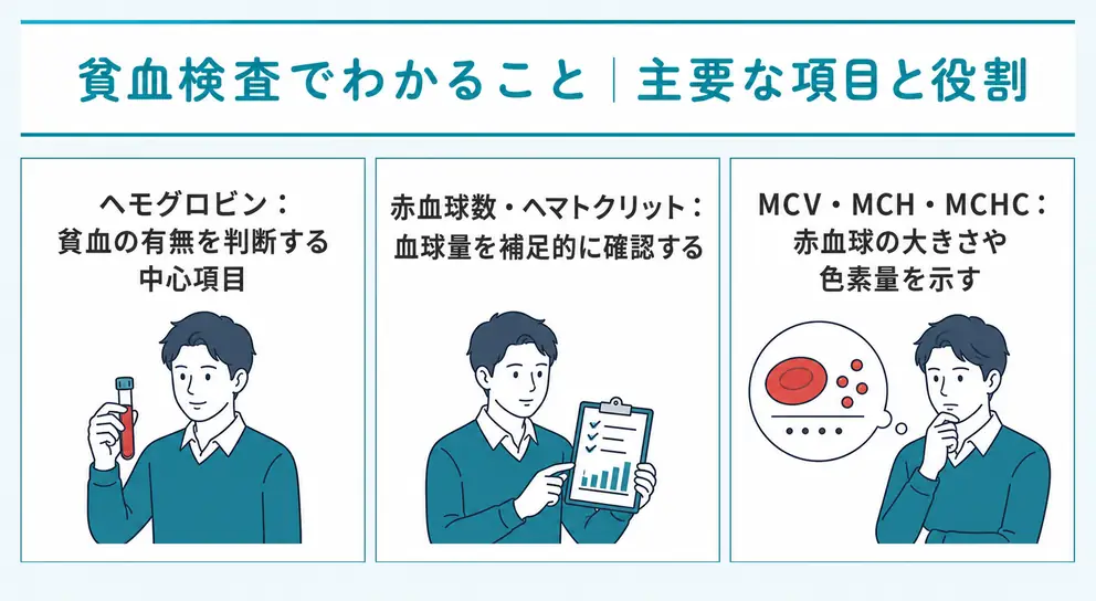 貧血検査はヘモグロビンと赤血球指数を組み合わせて確認する