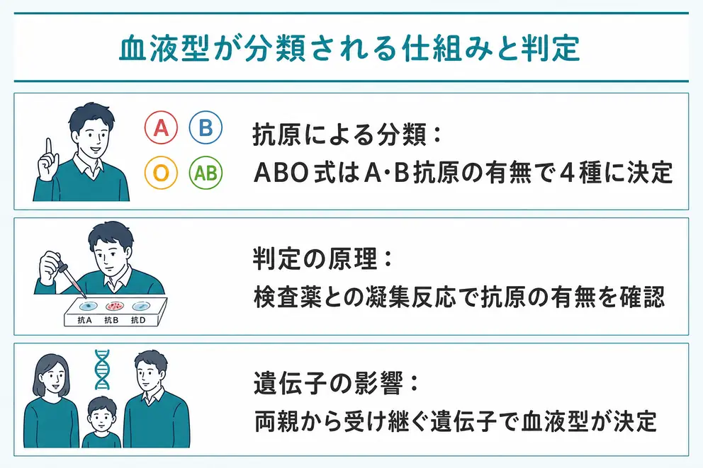 血液型は赤血球表面の抗原によって分類される