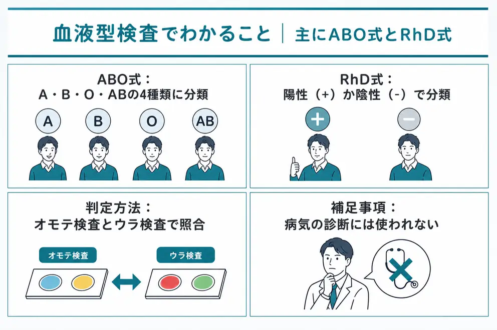 血液型検査ではABO式とRhD式を調べる