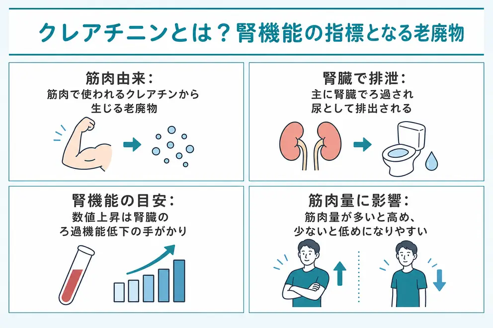 クレアチニンは腎臓で排泄される筋肉由来の老廃物