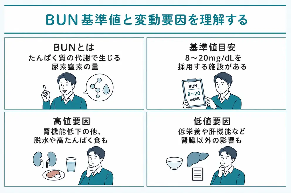 BUNの基準値は食事や脱水による変動も含めて確認する