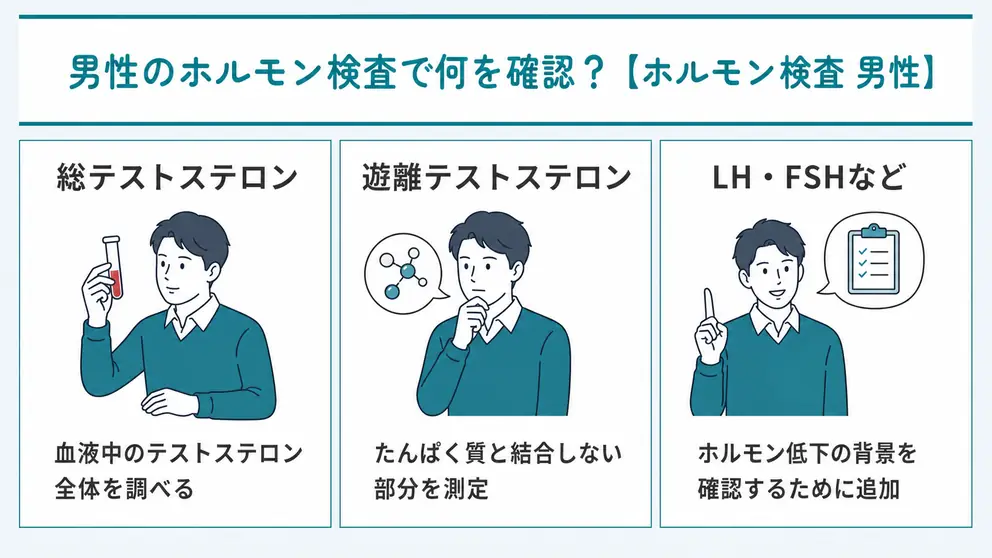 男性のホルモン検査ではテストステロンを中心に確認する