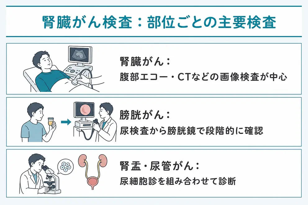 腎臓がん・膀胱がん検査はがんができる部位に合わせて組み合わせる