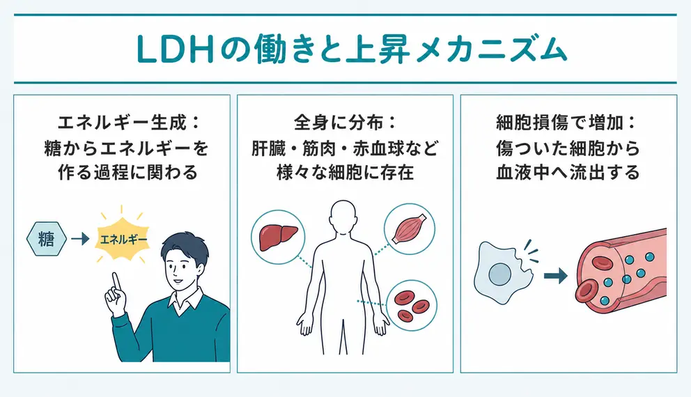 LDHは全身の細胞が傷ついたときに上昇する酵素