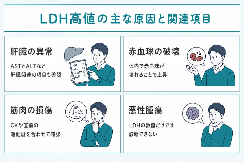 LDHが高いときは肝臓・血液・筋肉など複数の原因を確認する