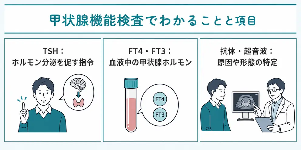 甲状腺機能検査でわかるのはホルモンの過不足と調節状態