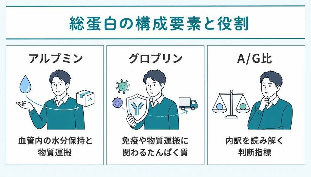 総蛋白は血液中のアルブミンとグロブリンの合計