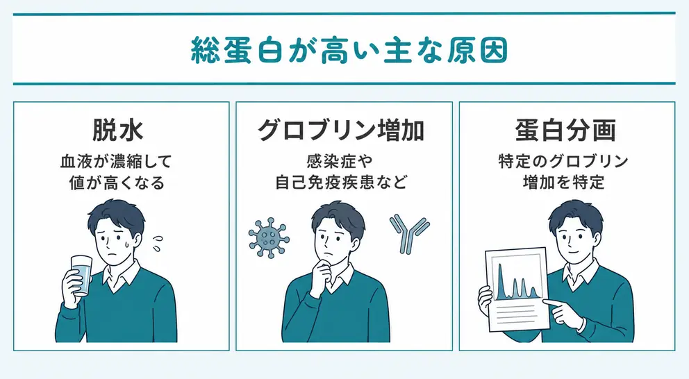 総蛋白が高い原因は脱水またはグロブリンの増加